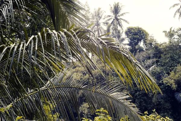 Een paradijs als bos in Bali, Indonesië — Stockfoto
