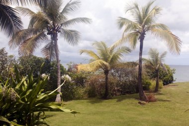 Güzel manzara, yeşil ve okyanus, Porto Riko