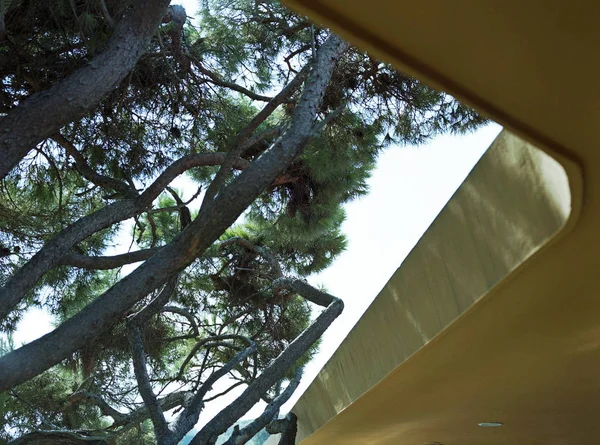 Incríveis árvores e um detalhe arquitetônico curvo de um edifício — Fotografia de Stock