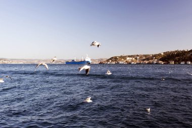 Martılar ve deniz ve Istanbul Boğaz tarafından geçen büyük tanker şaşırtıcı bir görünümü