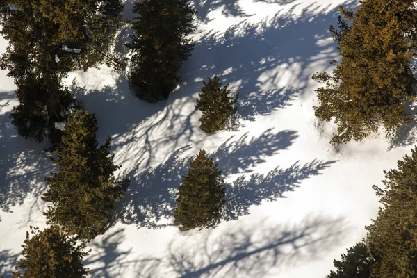 Una Vista Panoramica Dei Pini Del Paesaggio Innevato Della Svizzera — Foto Stock