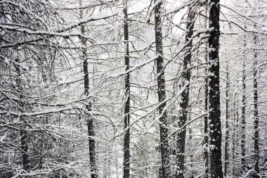 Kar şaşırtıcı bir görünüm bir kartpostal gibi kışın ağaçlar ve peyzaj alps İsviçre kaplı