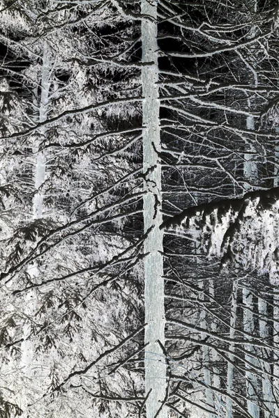Blick Auf Einen Großen Alten Baum Und Seine Schneebedeckten Äste — Stockfoto