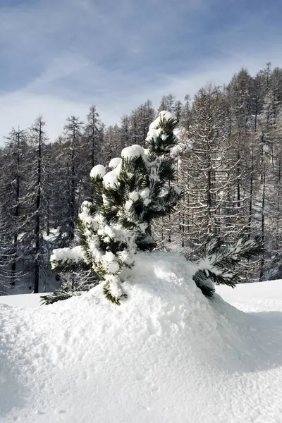 冬のアルプス スイスで雪に覆われた風景の雪に覆われた小さな松の木の表示 — ストック写真