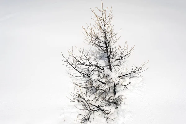 Niesamowity Widok Drzewa Śnieg Pokryte Krajobraz Alpy Szwajcaria — Zdjęcie stockowe