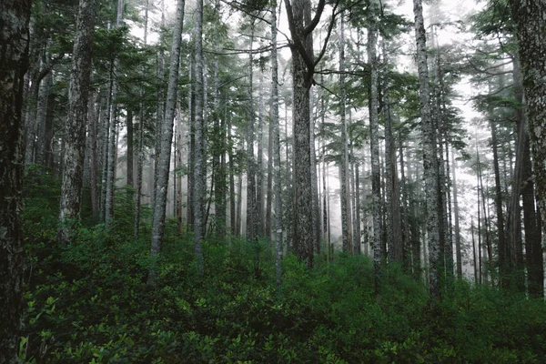 Skogen i dimmiga dimma — Stockfoto