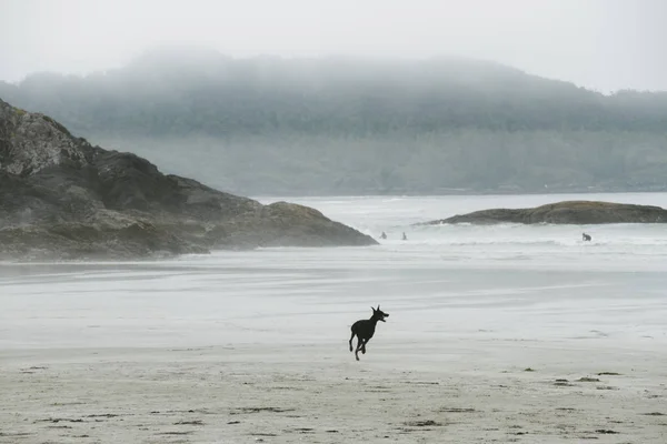 Cão correndo na praia em nevoeiro — Fotografia de Stock