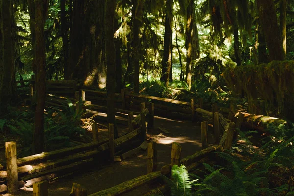 Caminho na floresta profunda — Fotografia de Stock