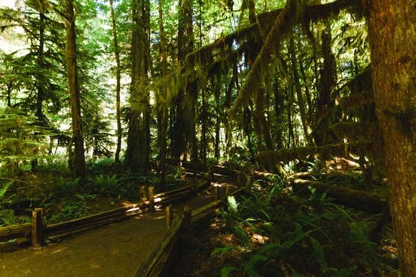 Caminho na floresta profunda — Fotografia de Stock