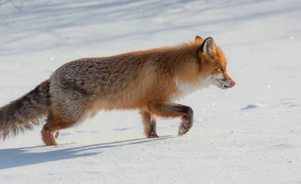 Yalnız fox kışın karda yürüme — Stok fotoğraf