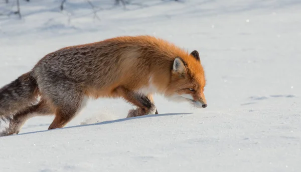 Yalnız fox kışın karda yürüme — Stok fotoğraf