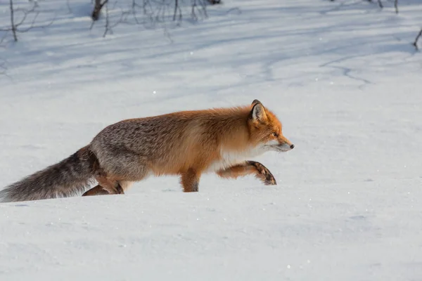 Yalnız fox kışın karda yürüme — Stok fotoğraf