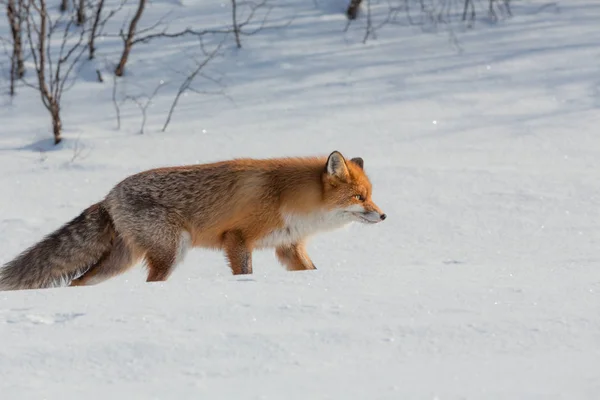 Yalnız fox kışın karda yürüme — Stok fotoğraf