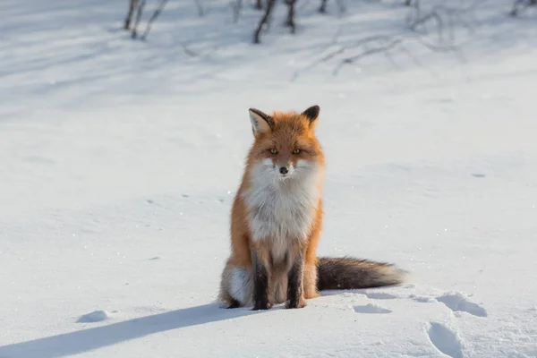 Одинокая лиса, идущая по снегу зимой — стоковое фото