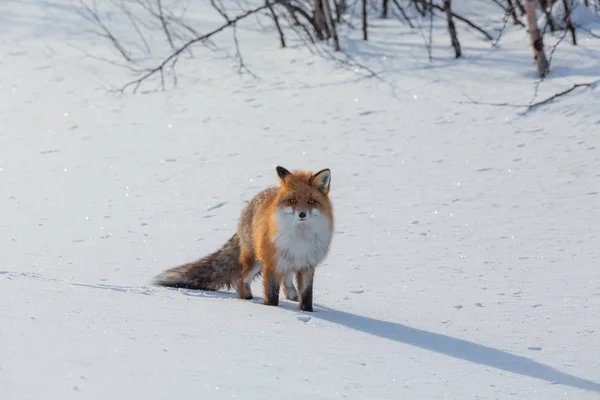 Yalnız fox kışın karda yürüme — Stok fotoğraf
