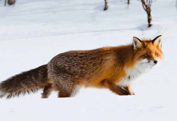 Raposa solitária andando na neve no inverno — Fotografia de Stock