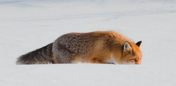 Raposa solitária andando na neve no inverno — Fotografia de Stock