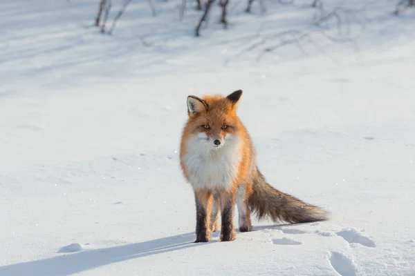 Osamělý fox chůzi na sněhu v zimě Stock Picture