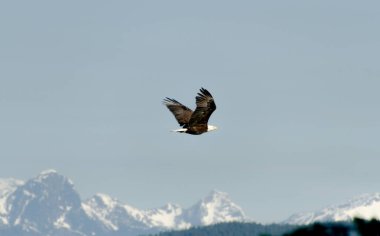 Bulutlu havada uçan yalnız büyük kuş