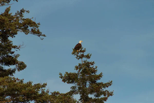 Samotny bald eagle latające w powietrzu powyżej drzew i lasu — Zdjęcie stockowe