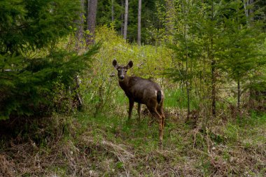 Doe forest yakınındaki yolun kenarında