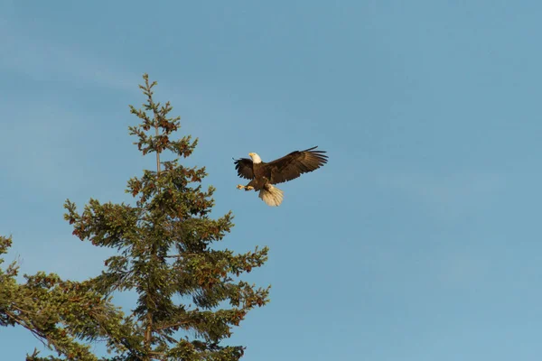 Самотній лисий орел літає в повітрі над деревами і лісом — стокове фото