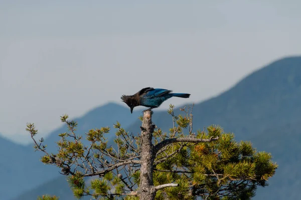 Steller 's jay on tree in nature with mountains background — стоковое фото