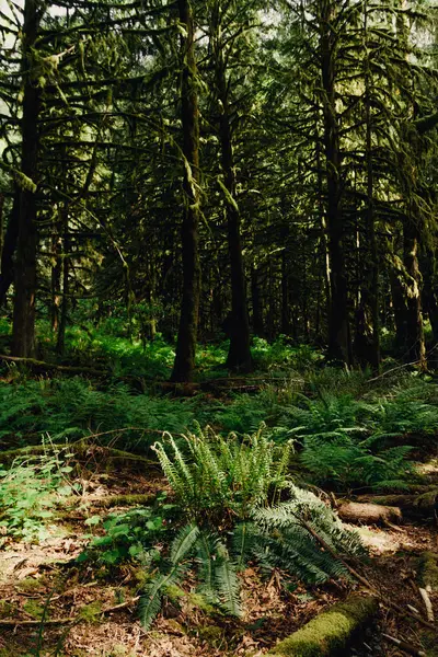 Зеленый удаленный тропический лес с мхом на деревьях и земле — стоковое фото