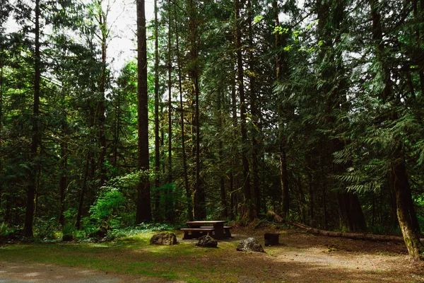 Zelená vzdálené deštný prales s mechem na stromech a pozemní — Stock fotografie