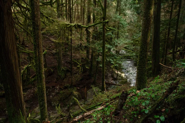 Mulher caminhando no caminho vazio através da floresta verde — Fotografia de Stock