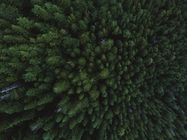 Aerial shot of tree tops in dense fores Stock Image