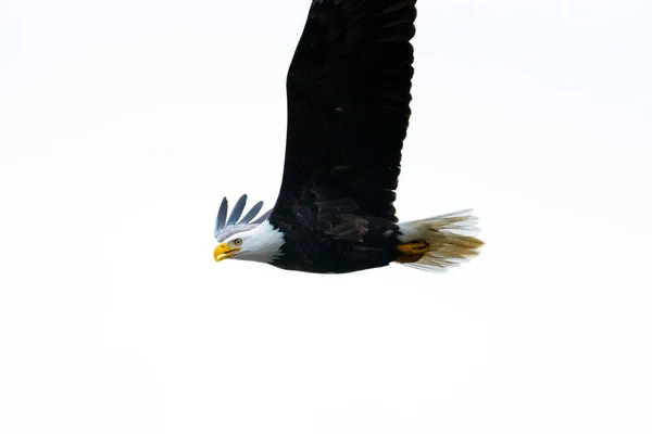 Close-up de Águia Calva em voo no Canadá — Fotografia de Stock