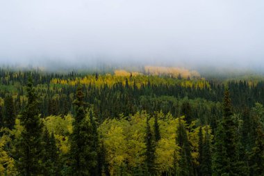 Alaska 'da sonbahar renklerinde orman ve dağlar