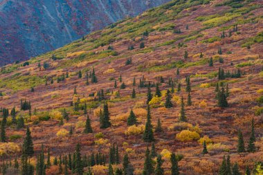 Alaska 'da sonbahar renklerinde orman ve dağlar