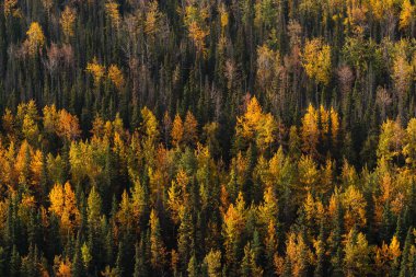 Alaska 'da sonbahar renklerinde orman ve dağlar