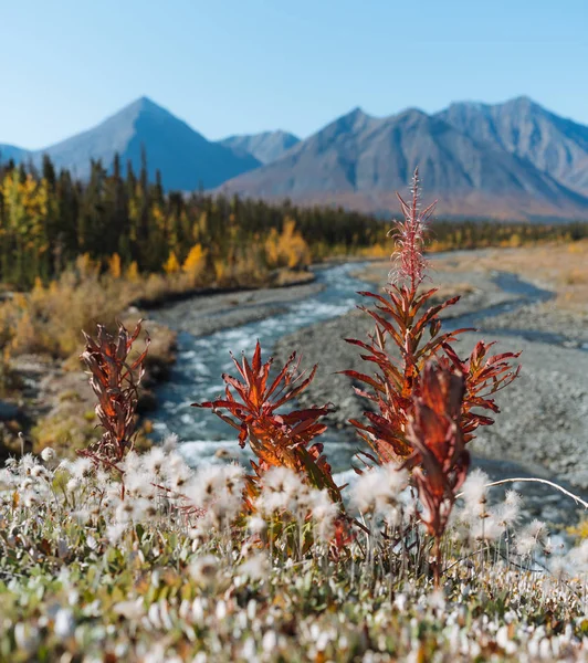 Color otoñal de los árboles en las montañas de Alaska —  Fotos de Stock