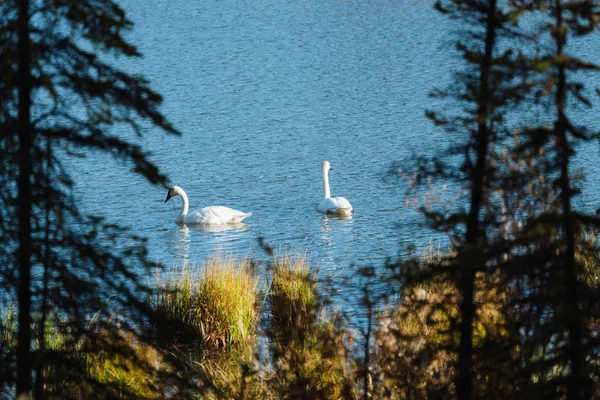 Two swans on lake during autumn season