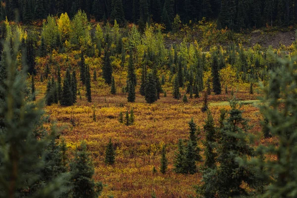 Floresta e montanhas em cores de outono no Alasca — Fotografia de Stock