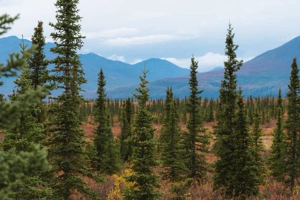 Bosque y montañas en colores otoñales en Alaska —  Fotos de Stock