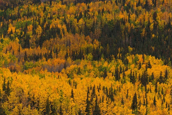 Las i góry w jesiennych kolorach na Alasce — Zdjęcie stockowe