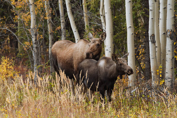 Mother moose with calves in high grass in Alaska