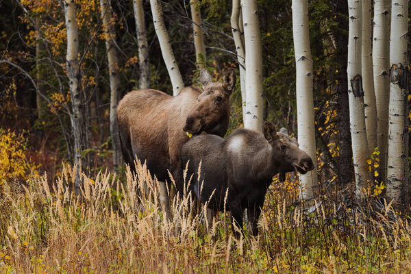 Mother moose with calves in high grass in Alaska