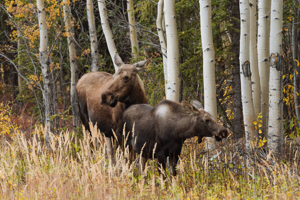 Mother moose with calves in high grass in Alaska