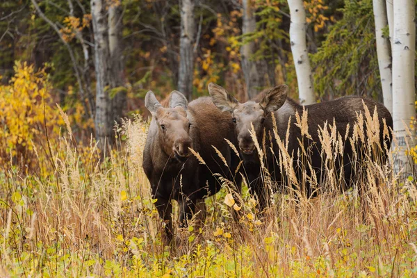 Madre alce con terneros en hierba alta en Alaska —  Fotos de Stock