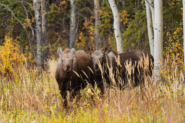 Mother moose with calves in high grass in Alaska