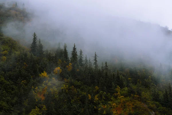 Floresta e árvores em nevoeiro dramático — Fotografia de Stock