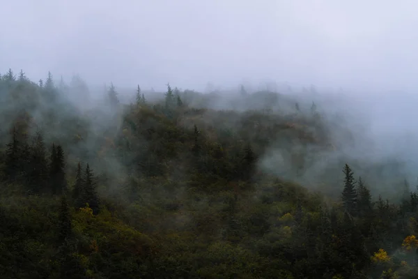 Forêt et arbres dans le brouillard dramatique — Photo