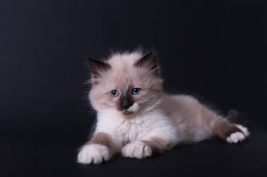 Mükemmel Tay kitty 