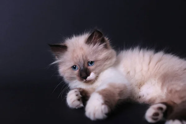 Excellent Thai kitty — стоковое фото