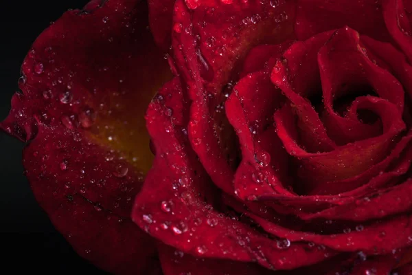 Siyah arkaplanda kırmızı gül